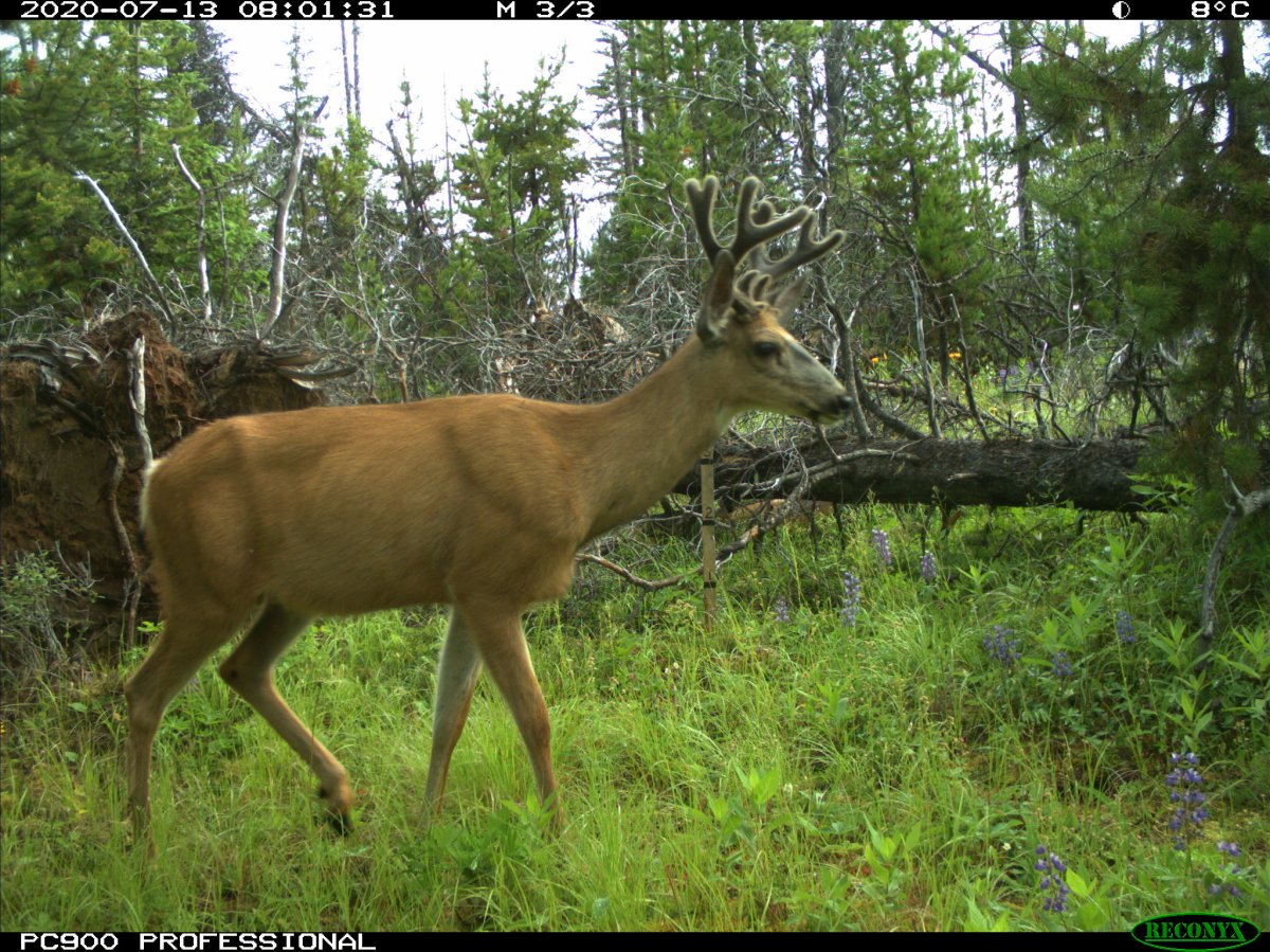A mule deer caught on camera by the Southern Interior Mule Deer Project.
