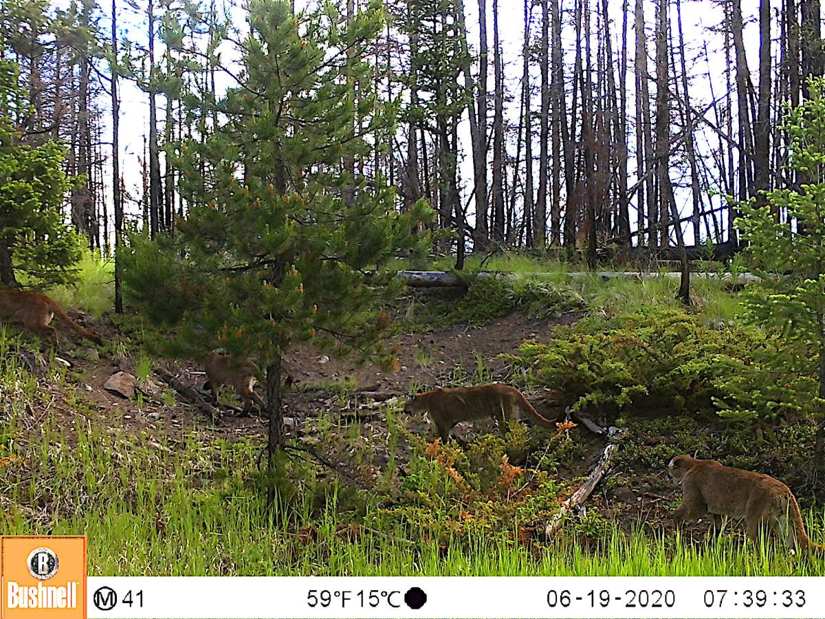 Four cougars are seen in this photo taken on the morning of June 19, 2020.