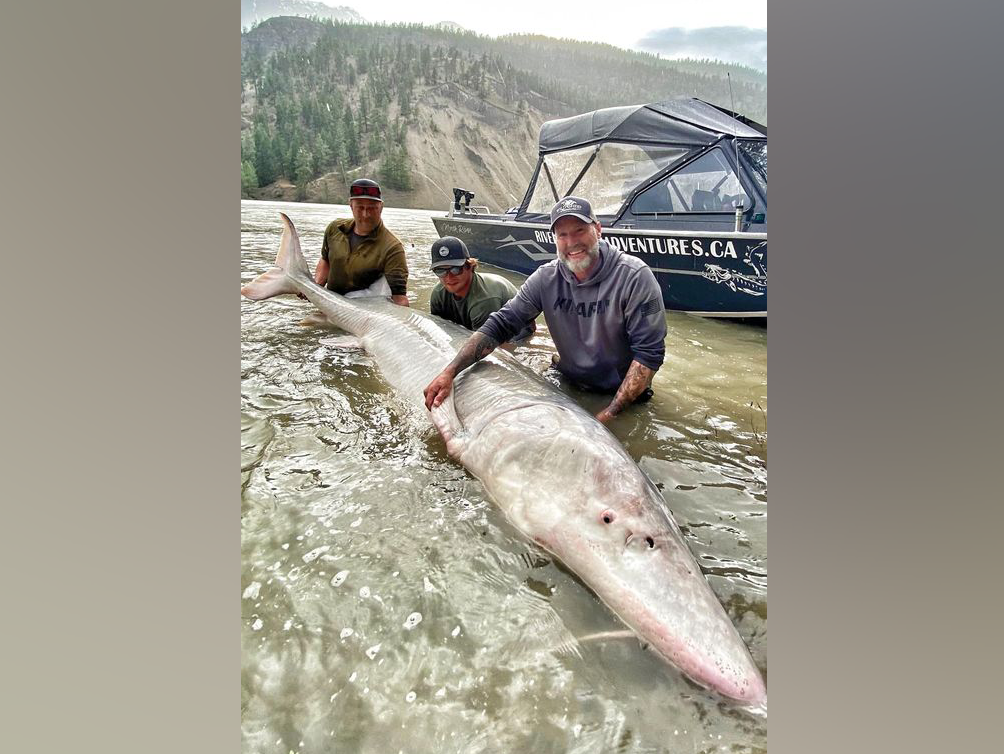 Newbies' hook 700-pound sturgeon on B.C. catch-and-release fishing trip