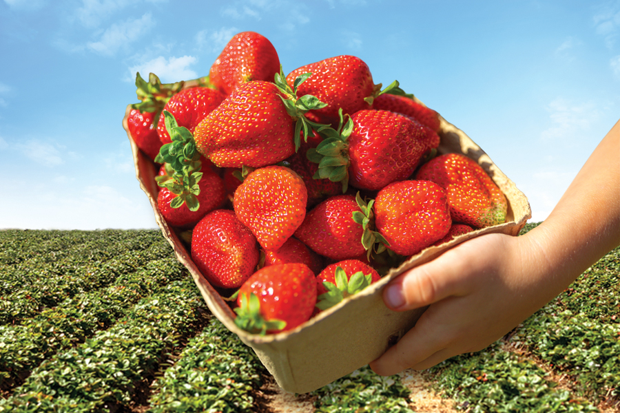 A hand holds a basket full of strawberries in front of green rows of strawberry plants