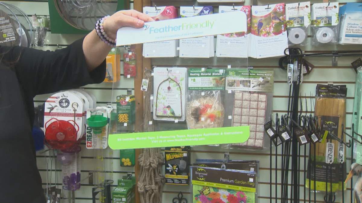 Sherrie Versluis, owner of the preferred perch bird supplies store on St. Mary’s road, showing some various products that can be used to protect against birds colliding with windows.