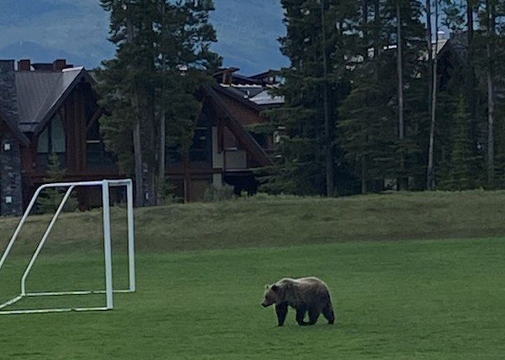 A school in Canmore, Alta., was briefly put into lockdown mode on Friday because of a grizzly bear wandering nearby, according to the RCMP. 