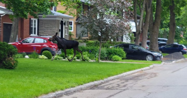 Quebec City police say a moose has been spotted wandering in the suburbs