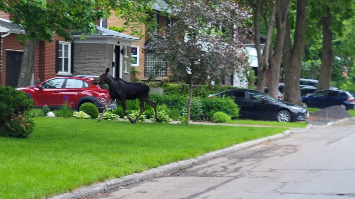 A moose wanders on the lawn in a residential neighbourhood in this undated handout image provided June 15, 2022.