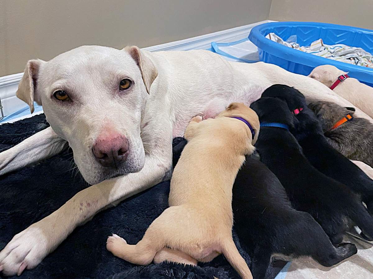 Dallas with her puppies.