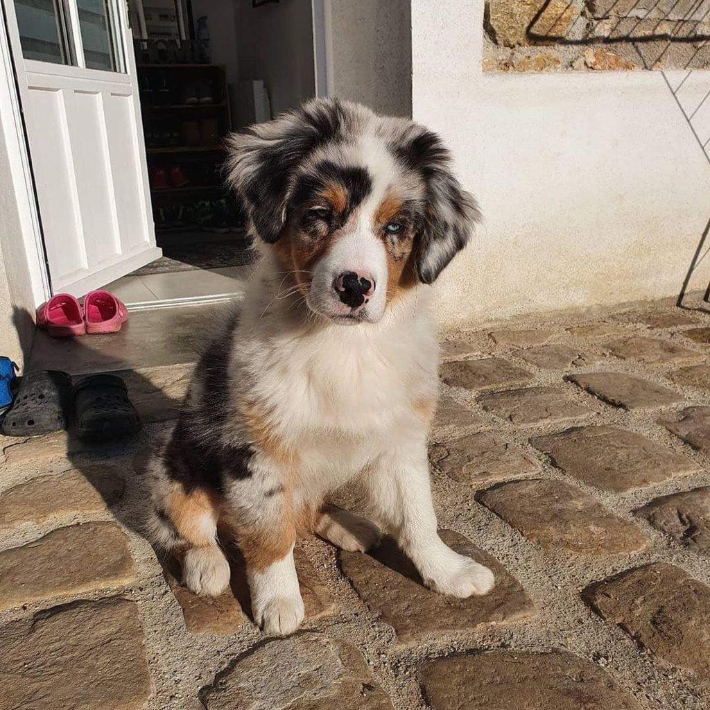 Albertans falling victim to ‘unprecedented surge’ of online scams, including pet scams - image