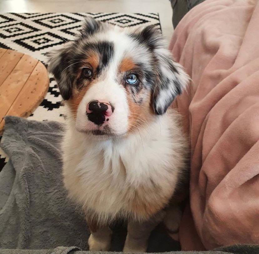 Fraud experts warn of a growing number of "free" puppy scam posts online .