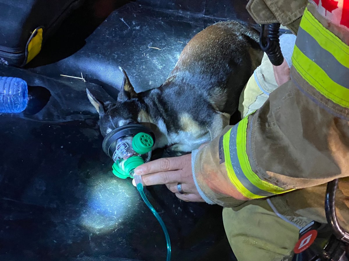 'Parker', a 14-year-old family dog, was rescued by London, Ont., fire crews from a blaze at 35 Tennyson Street on Tuesday night. According to London Fire Department, 'Parker' was put on oxygen and transported to an overnight clinic.