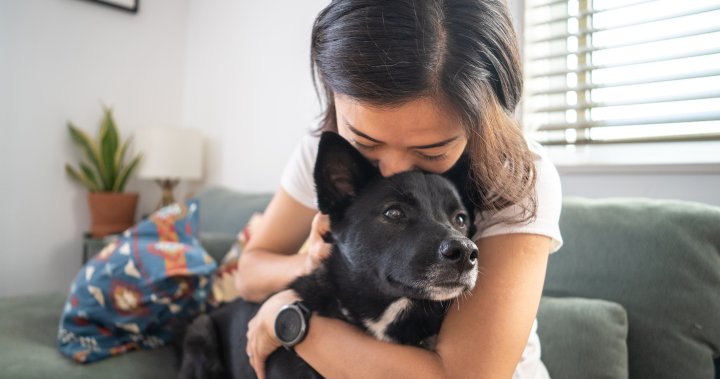 Infected with COVID-19? Cuddling your pet cat or dog can make them sick, says study