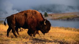 America Bison (Bison bison) in Yellowstone National Park, USA.
