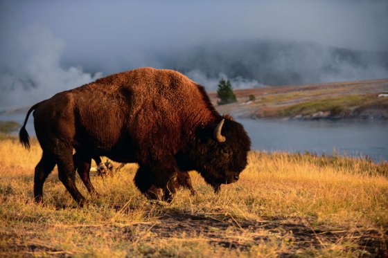 America Bison (Bison bison) in Yellowstone National Park, USA.