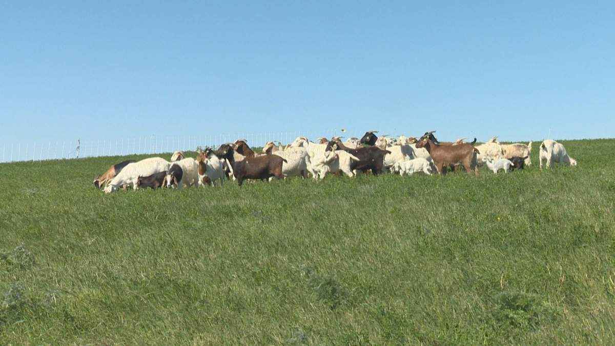 goats grazing at Wascana Centre to take out invasive weeds