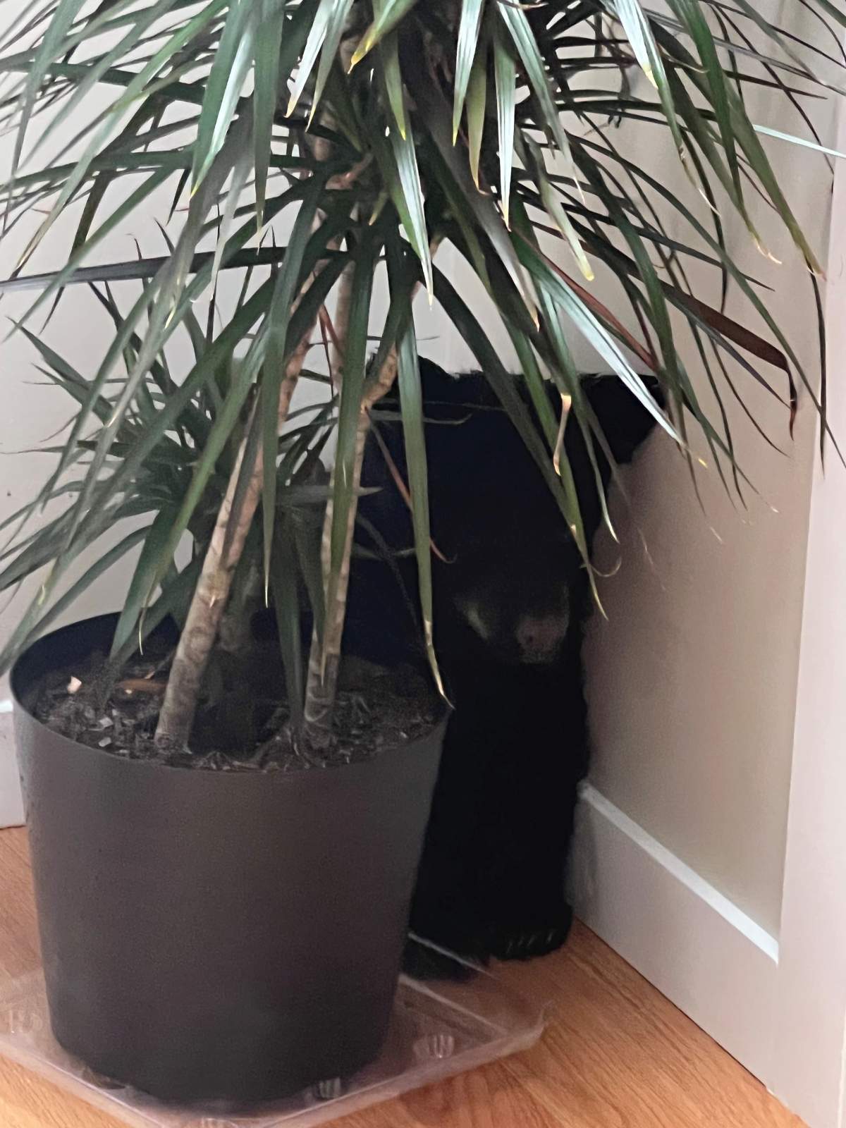 The cub was found hiding behind a houseplant in a Campbell River home.