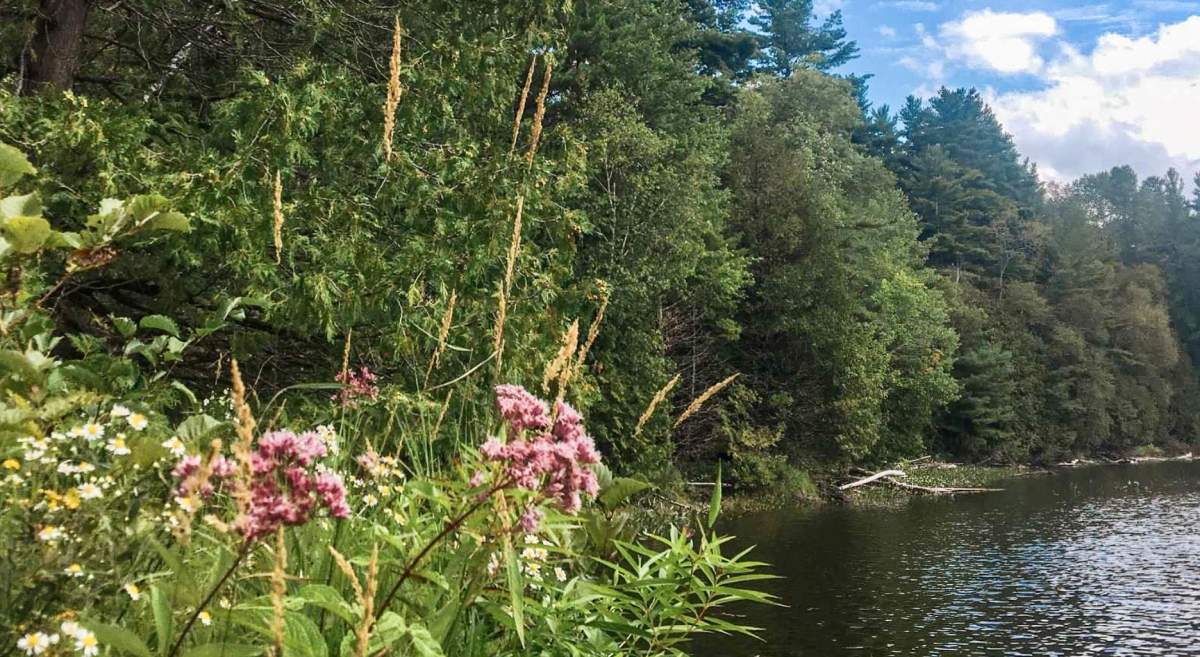 A section of the 133 acres of land donated to Kawartha Land Trust.