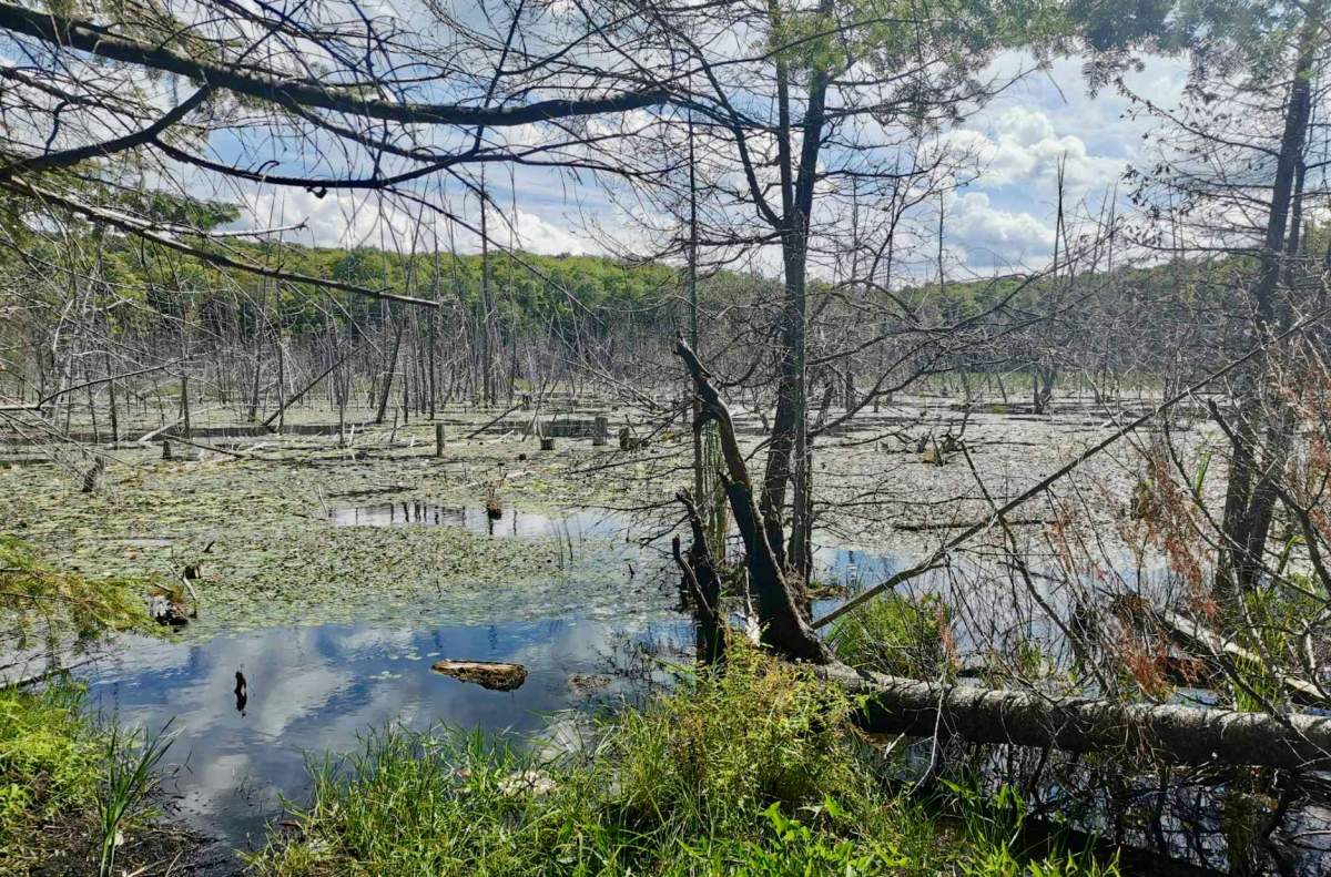 A section of the 133 acres of land donated to Kawartha Land Trust