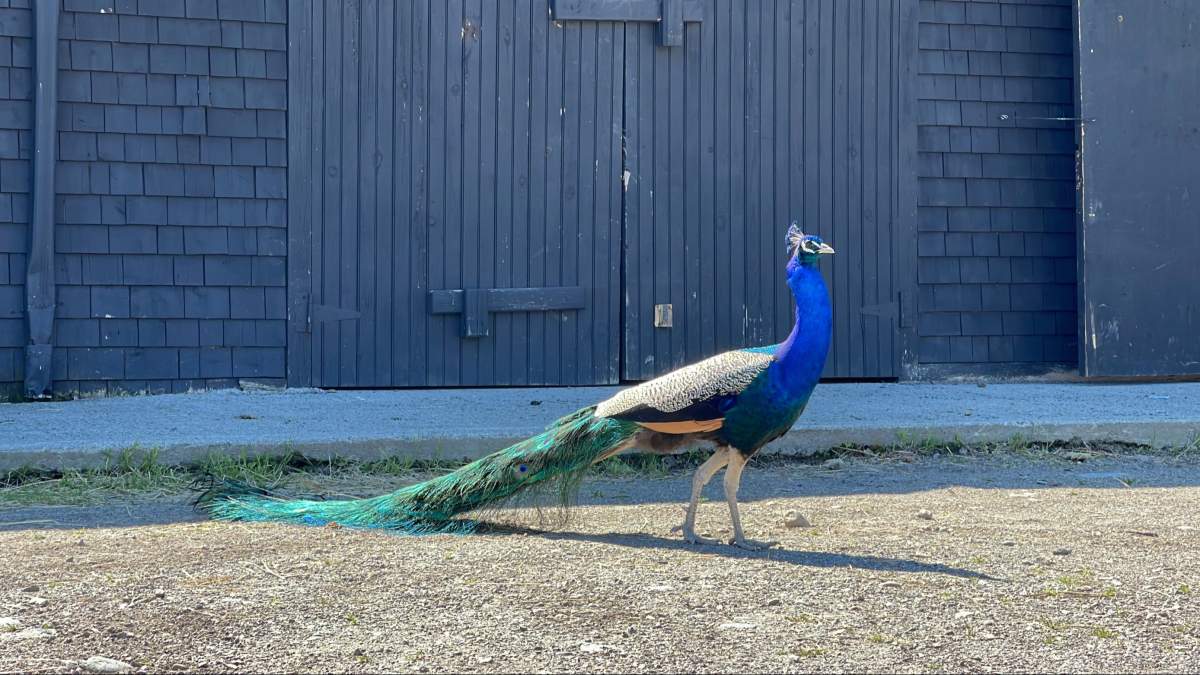 Garden staff weren’t able to get a picture of Pete before he disappeared, but he looks similar to this other peacock at the Kingsbrae Garden.