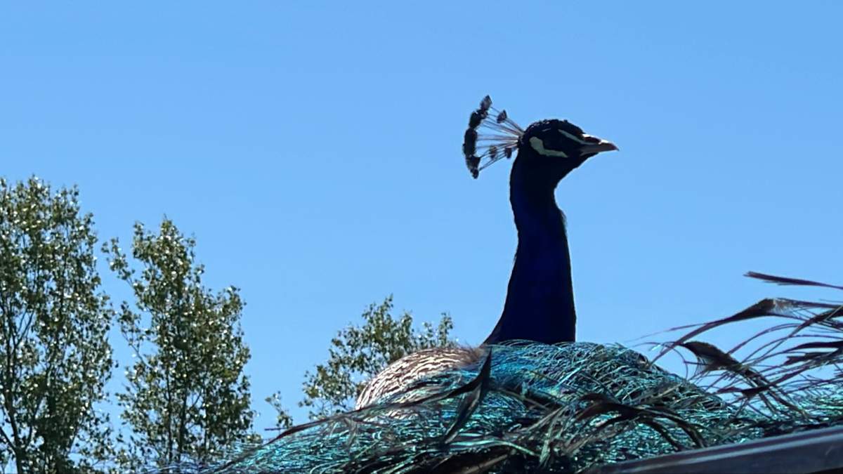 Anyone who may have spotted Pete is asked to contact Kingsbrae Garden.