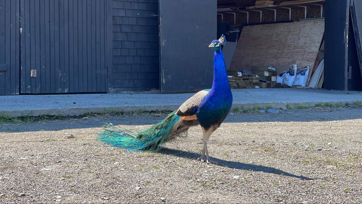A peacock is pictured in Kingsbrae Garden in St. Andrews on June 23.