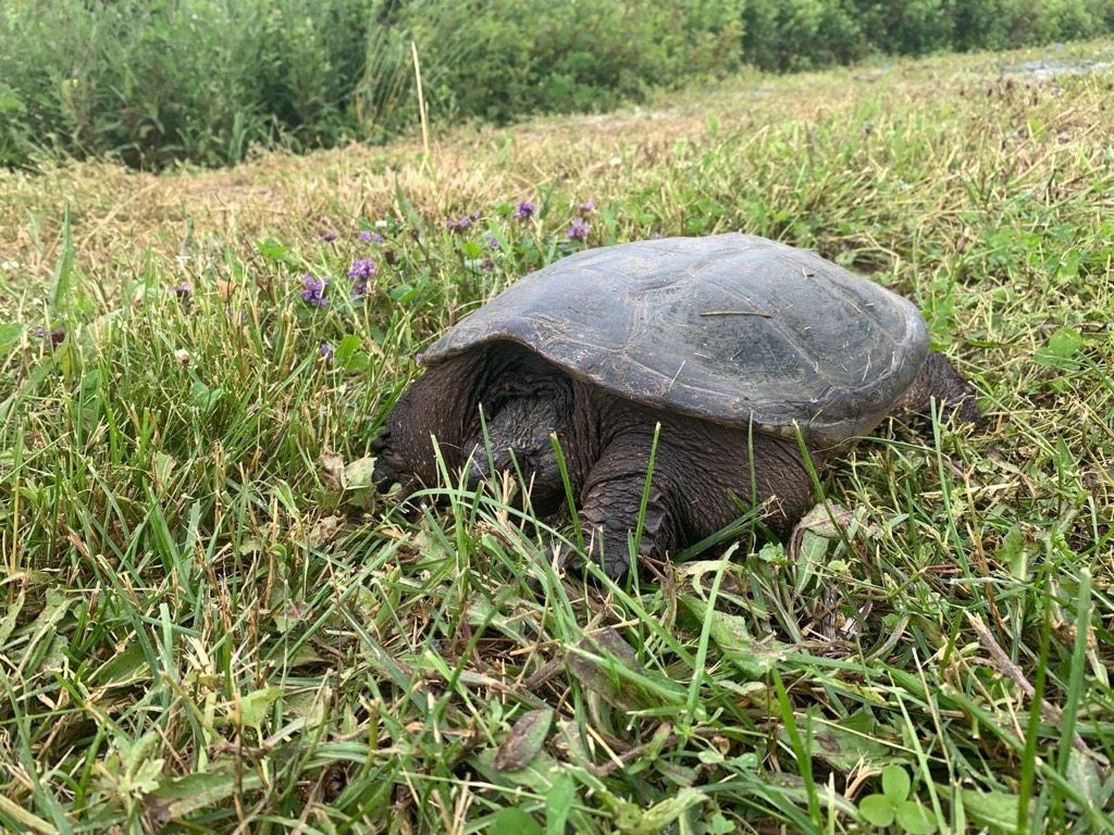 A turtle is seen near the beach Monday.