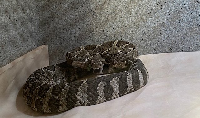 Rattlesnake hitches ride in Ferrari from Okanagan to Vancouver