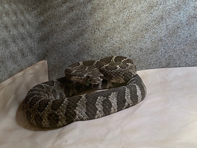 In a Facebook post, the Wildlife Rescue Association of BC wrote, "to our surprise, a photo determined it wasn’t a local garter snake, but a Northern Pacific Rattlesnake!”