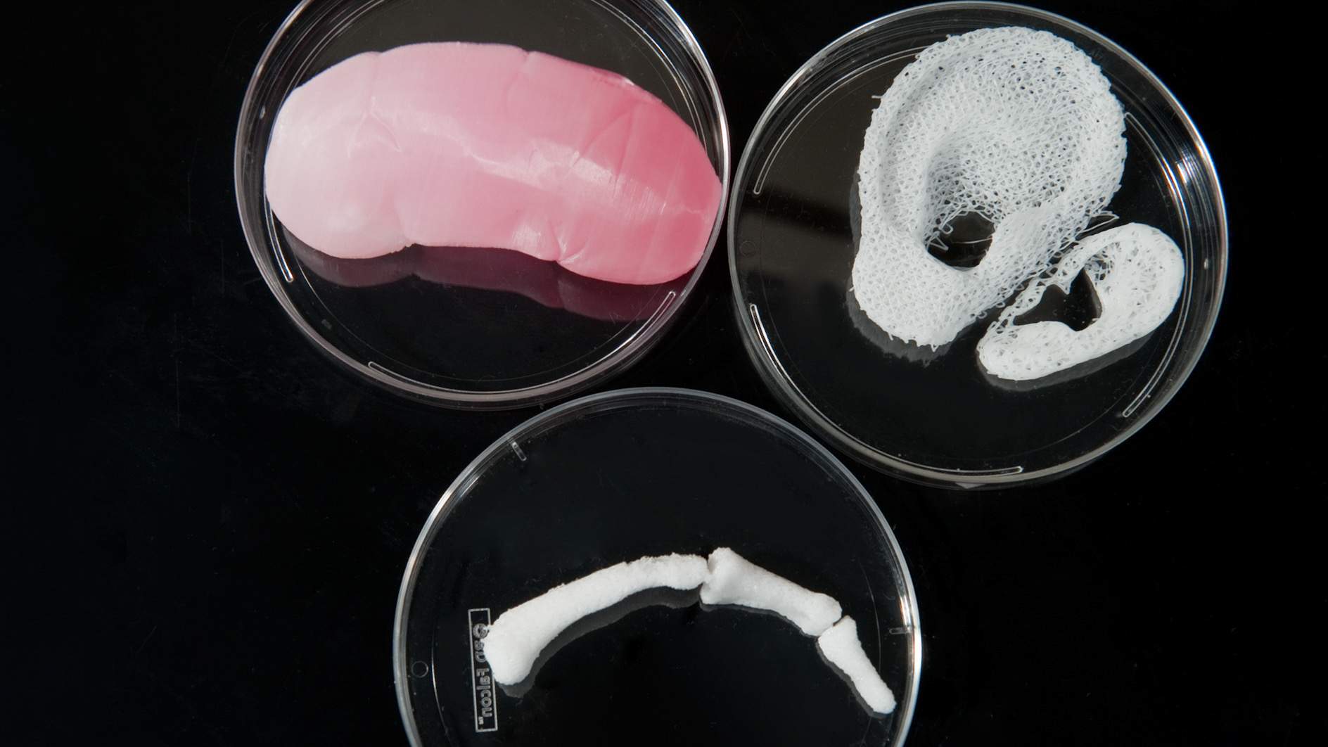 Multiple examples of 3D printed scaffolds that mimic the shape of human organs. Scaffolding like these can be seeded with living cells, and provide a home for those cells to multiply and grow.