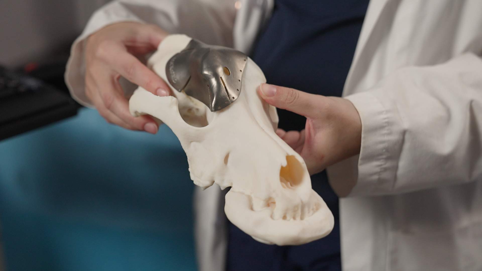 A veterinary surgeon holds a 3D printed titanium implant for a dog's skull.