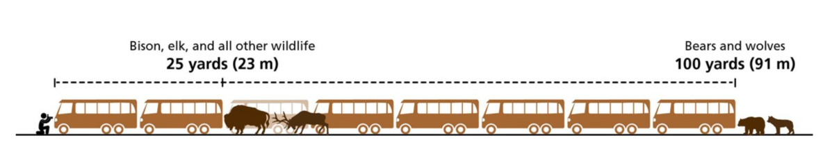 This infographic by the National Park Service shows the distance at which people should stay in order to remain safe around wildlife.