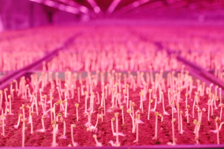 Food supply chains are in crisis. Could these futuristic farms fix that?