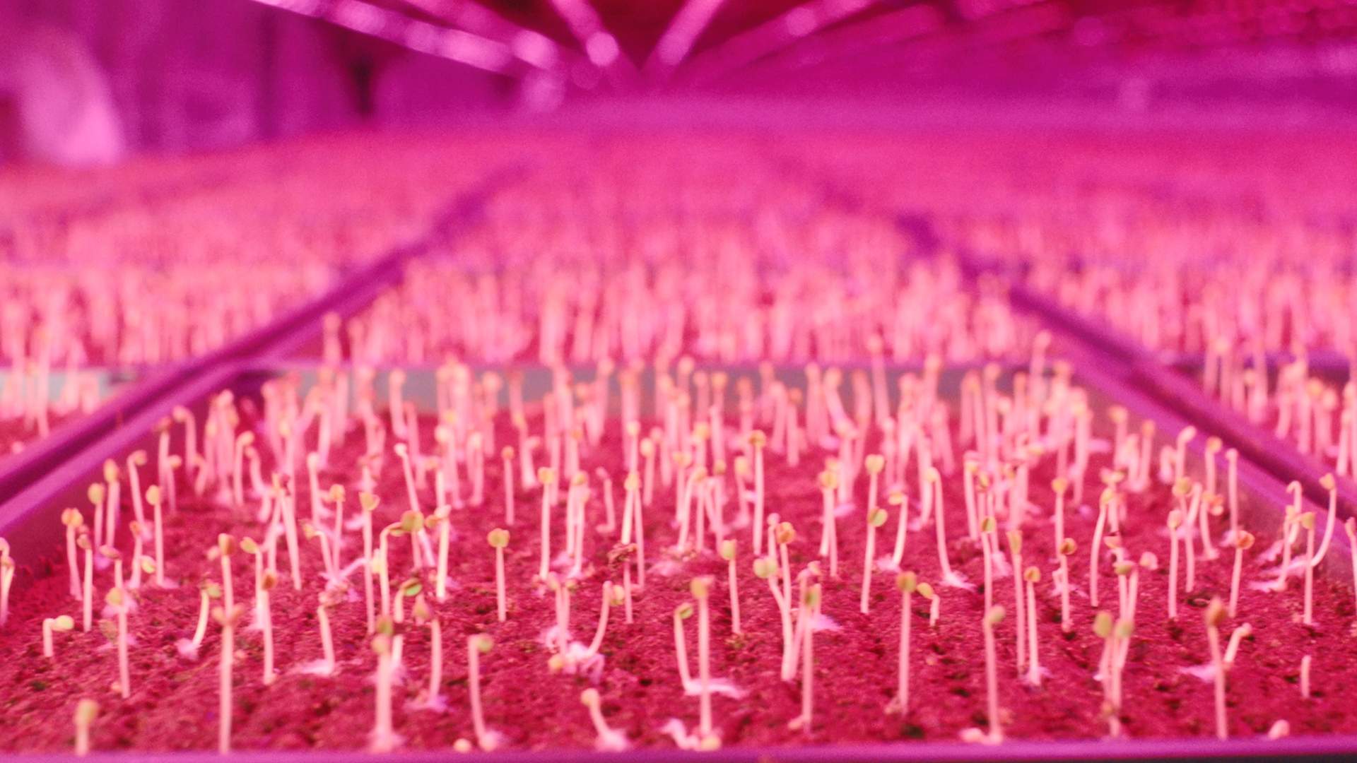 Peashoots grow at the GoodLeaf vertical farm in Guelph, ON.
