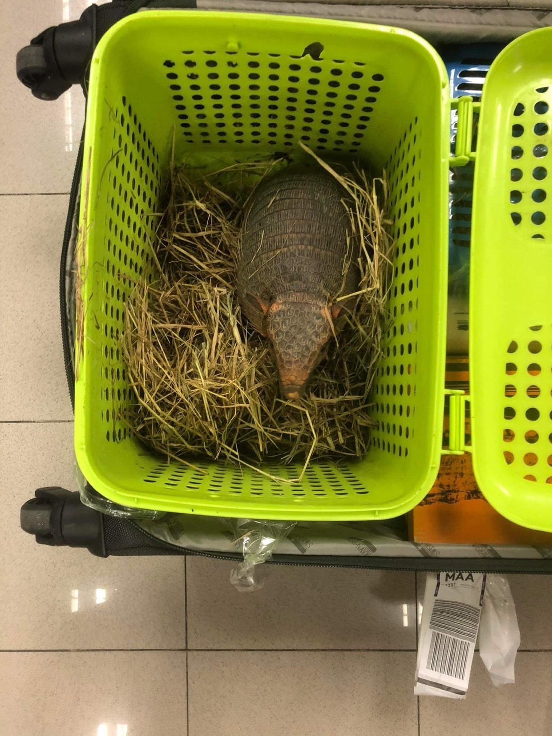 Photo of an armadillo that was discovered in the luggage of two women who have since been arrested for wildlife smuggling in Thailand.