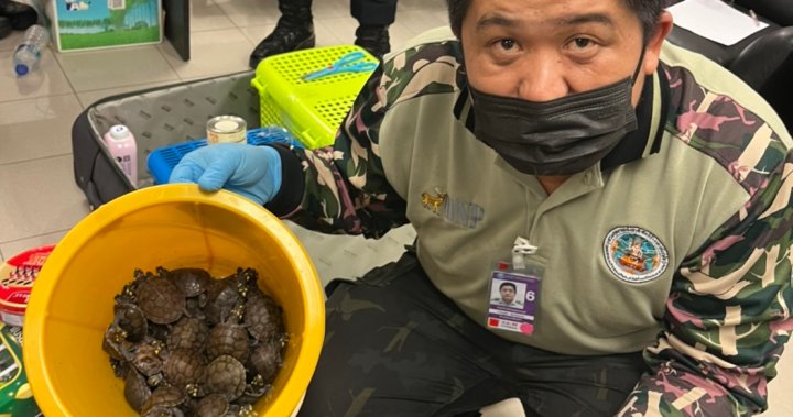 109 live animals found in women’s luggage in wildlife smuggling bust