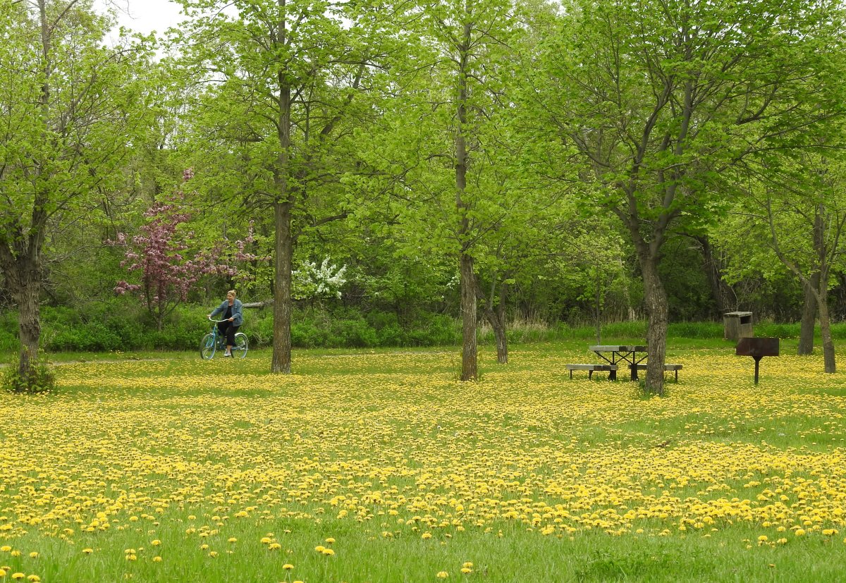 dandelion field woman biking