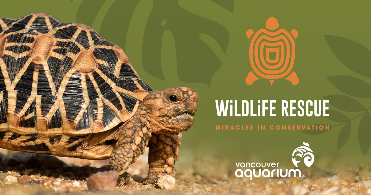 Wildlife Rescue: Miracles in Conservation - image