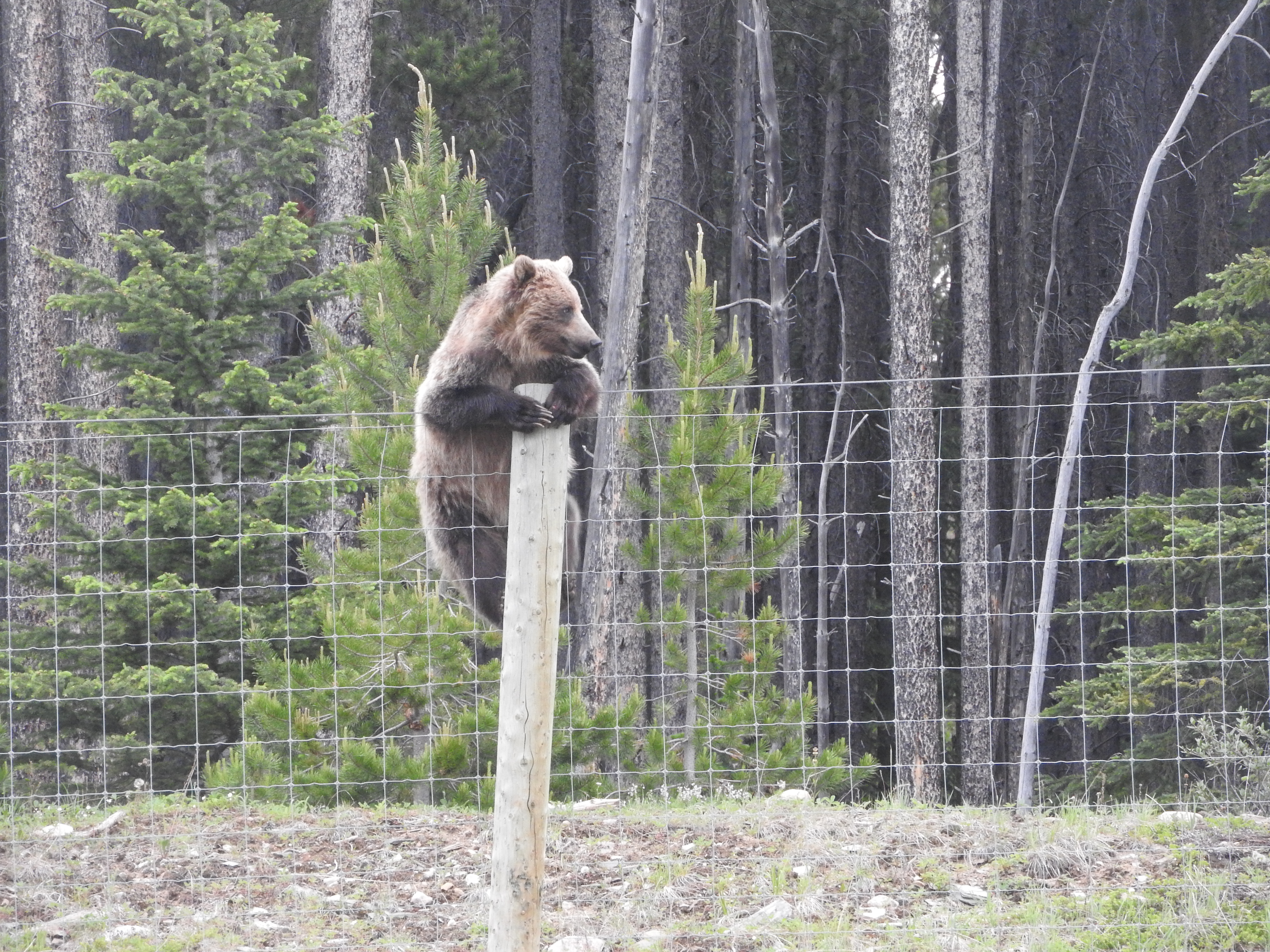 Female Grizzly Bear Killed In Yoho National Park Near Alberta-BC Border ...