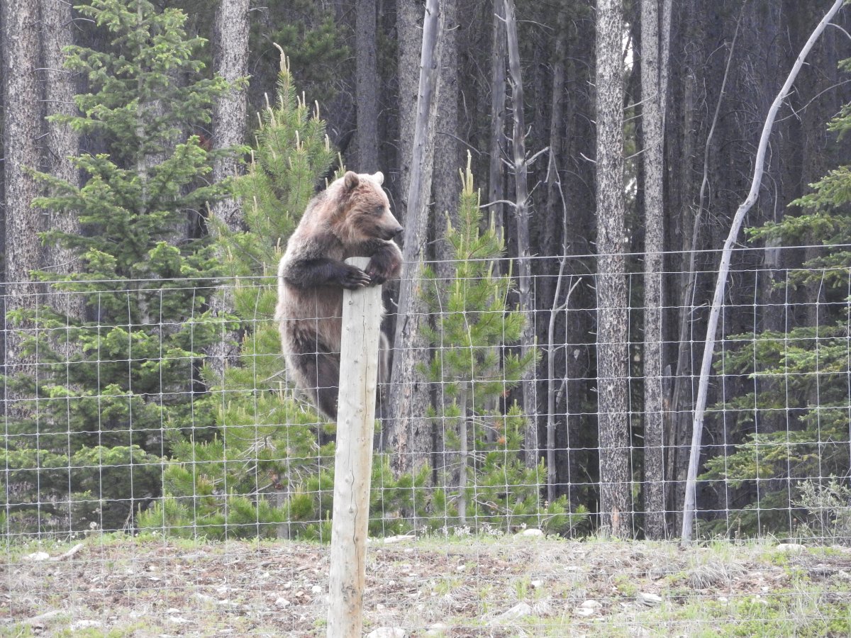 A picture of the bear that was killed on the Trans-Canada Highway in Yoho National Park on Tuesday.