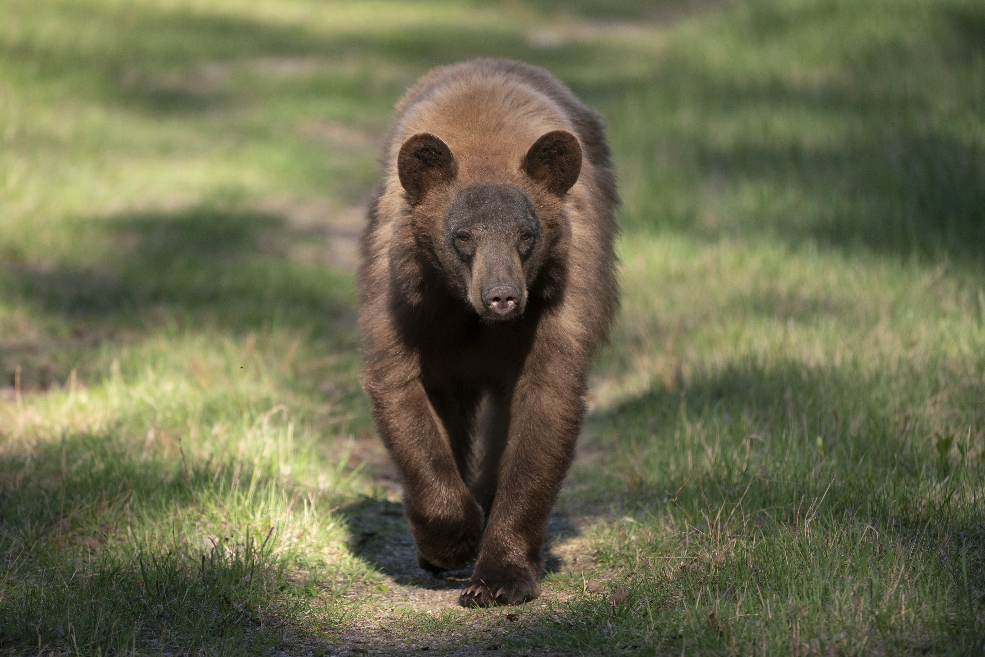 Lost tadpoles, lonely rams and purring cougars among top calls to B.C. Conservation in 2022