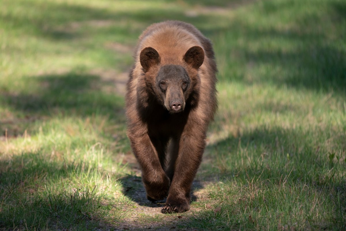 FILE. A young black bear   .