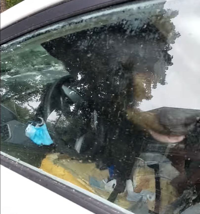 The bear was trapped inside the car for about an hour, Jackie Young estimates.