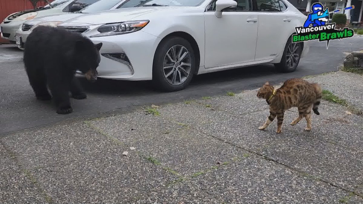 Tigger the Bengal cat faces off against a black bear in North Vancouver, B.C. on June 21.