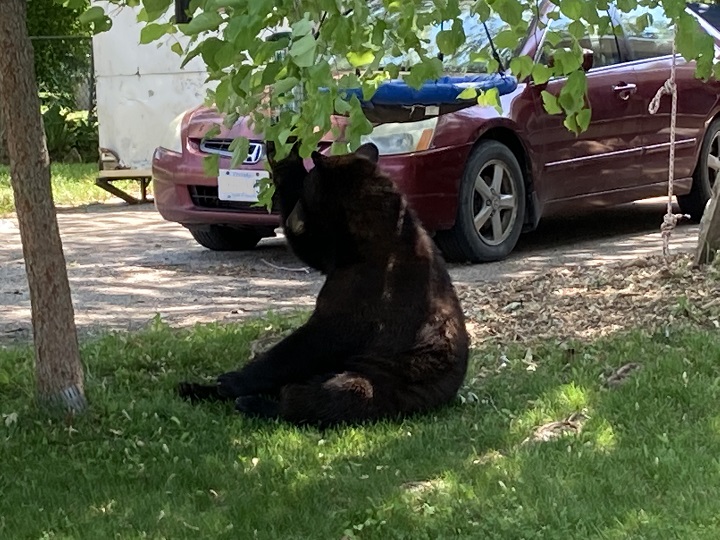 Police said a bear was seen in the area of Lakeland Crescent and King Street, which is near Beaverton Public School.