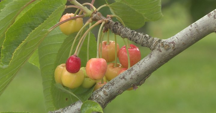 More B.C. cherries headed to South Korean market