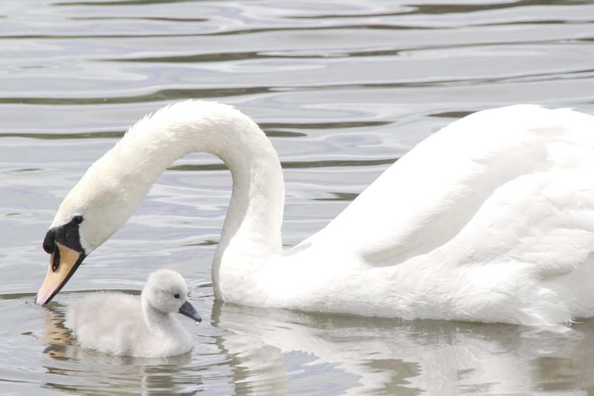 The baby of the swans of Victoria Park had a baby.