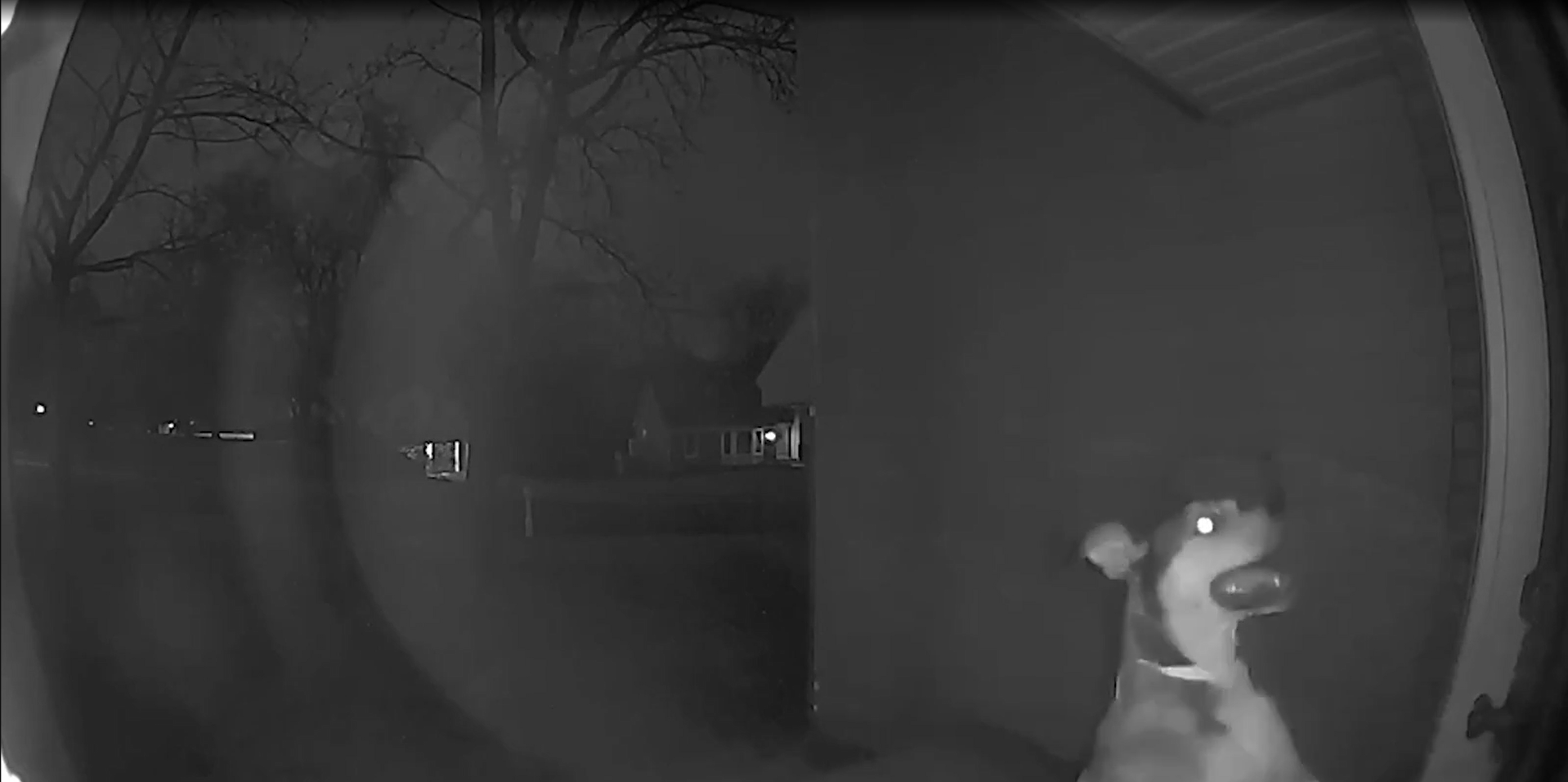 Doorbell cam records dog attacking Texas mom, toddler
