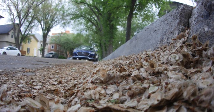 Elm tree seeds pile up in Regina once again thanks to drought