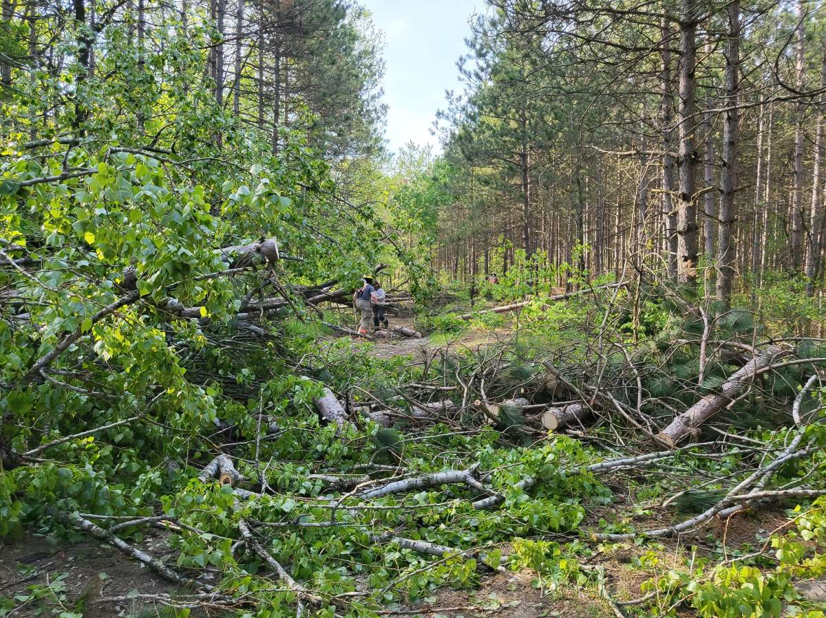 Ganaraska Forest reopens for all uses following May 2022 derecho storm - image