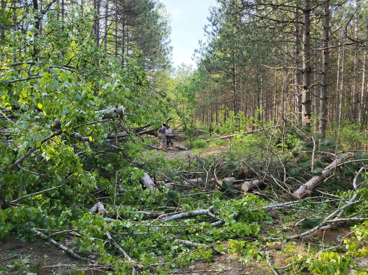 The Ganaraska Forest will reopen some trails on Sept. 30 following the devastating wind storm on May 21, 2022. 