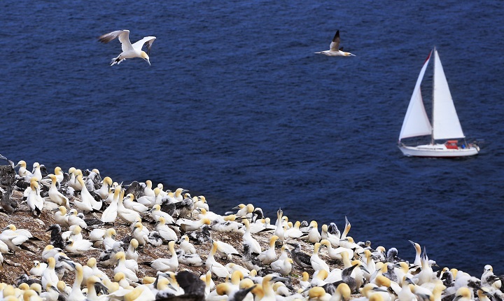 Colony of Northern Gannets and yacht sailing near Bonaventure Island in Quebec, Canada in this undated photo.