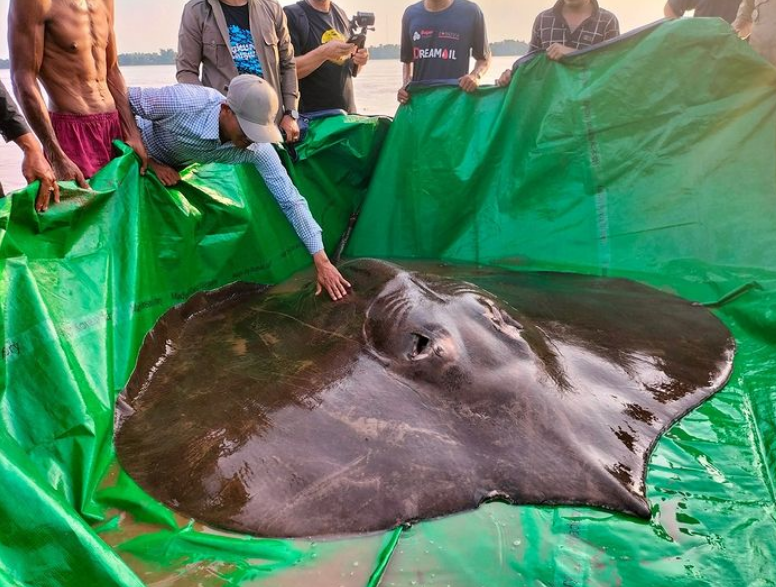 unbiased news source, This is the largest freshwater fish ever caught hooked in Cambodia! , subscribe to News Without Politics