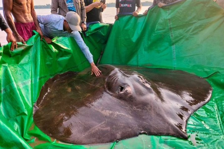 Massive 661-lb. stingray may be the largest freshwater fish ever caught